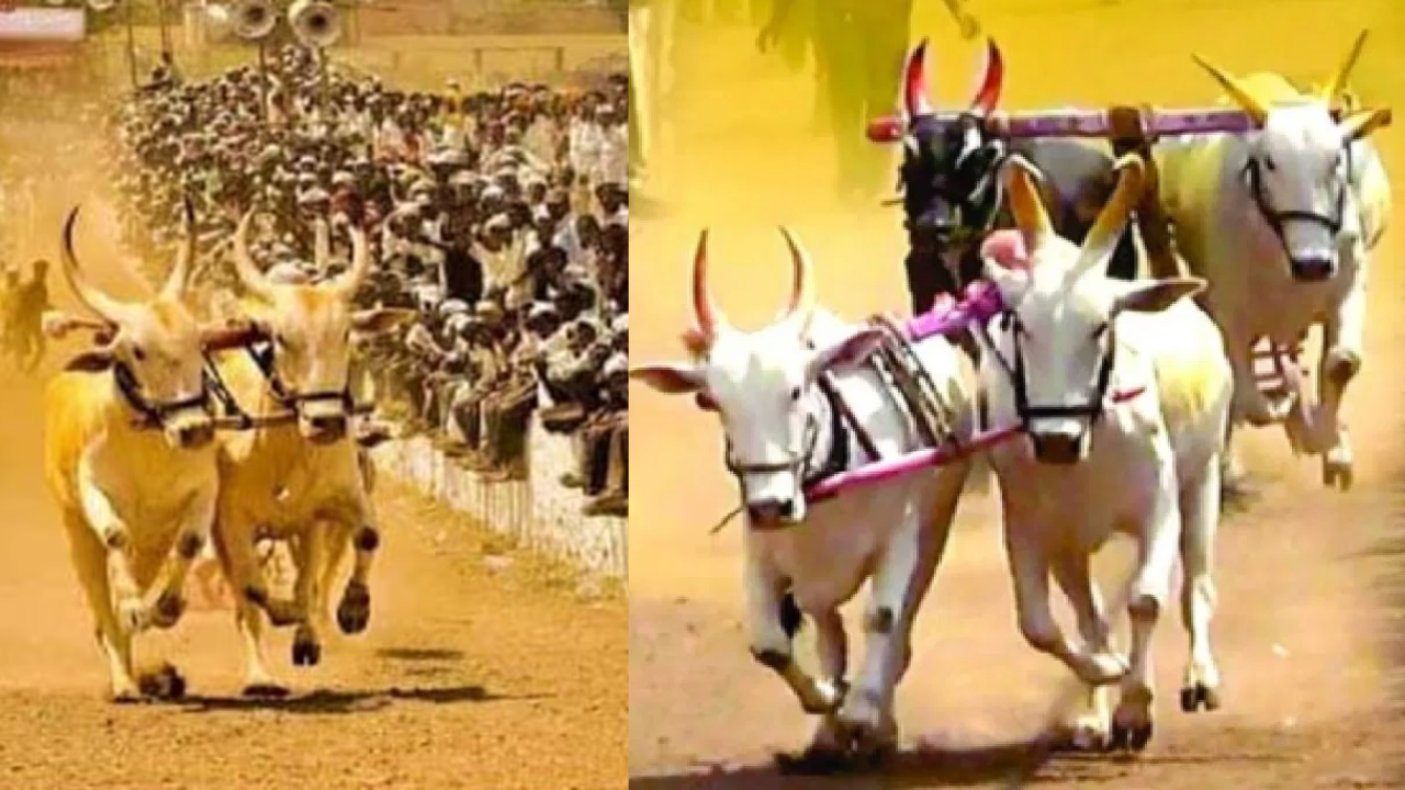 Bailgada Sharyat In Maharashtra, bullock cart race