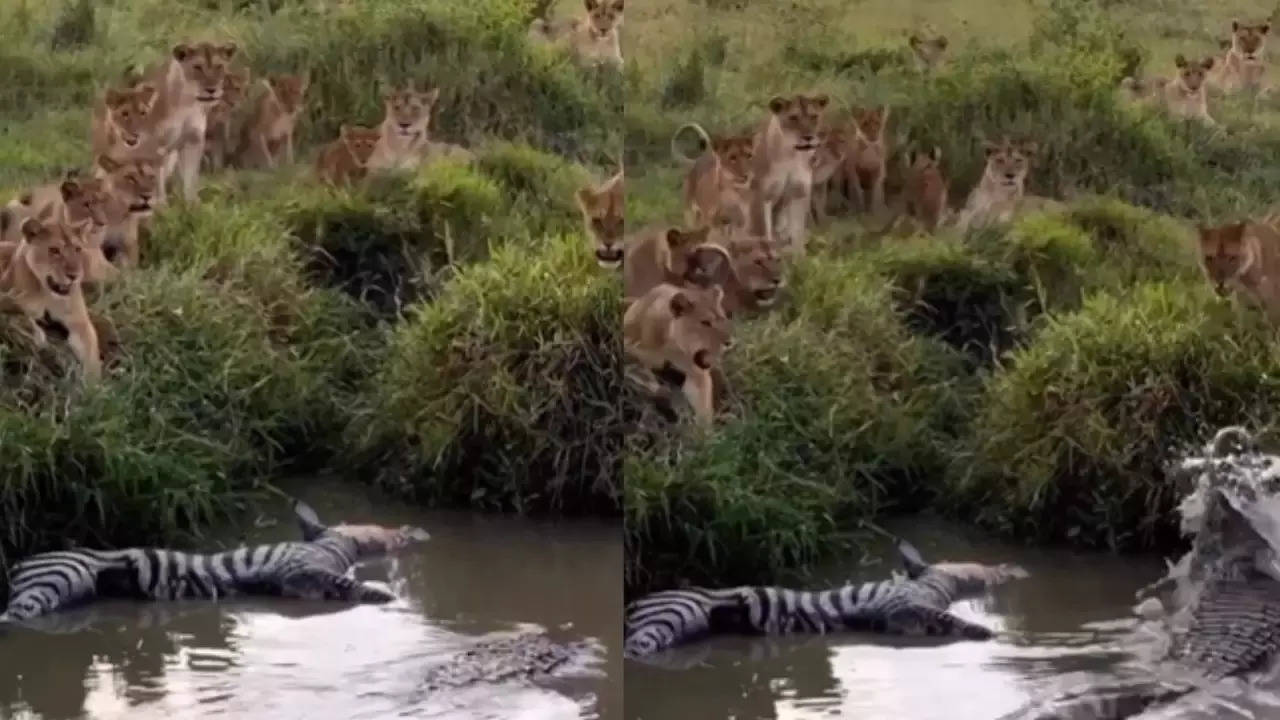 lioness crocodile fight viral video.