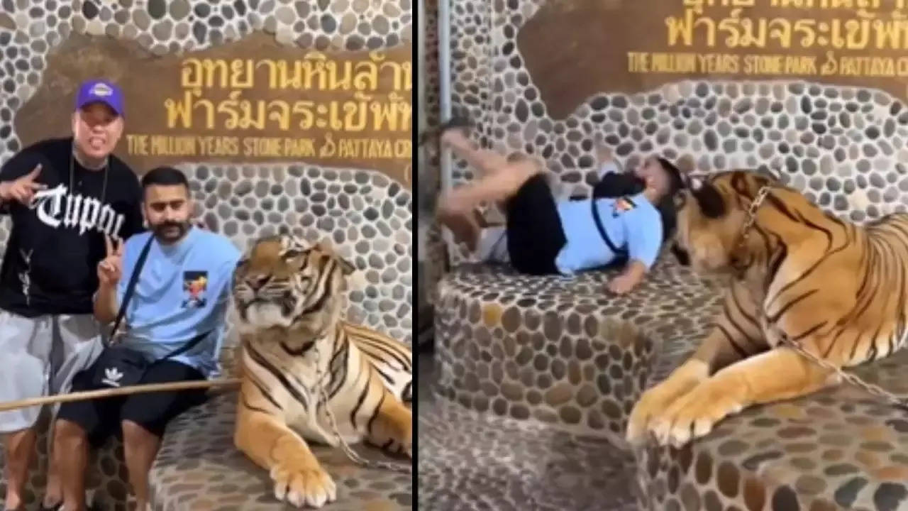 tiger attack on two man video viral.