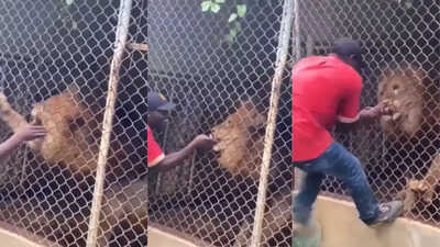 Lion Attack Video